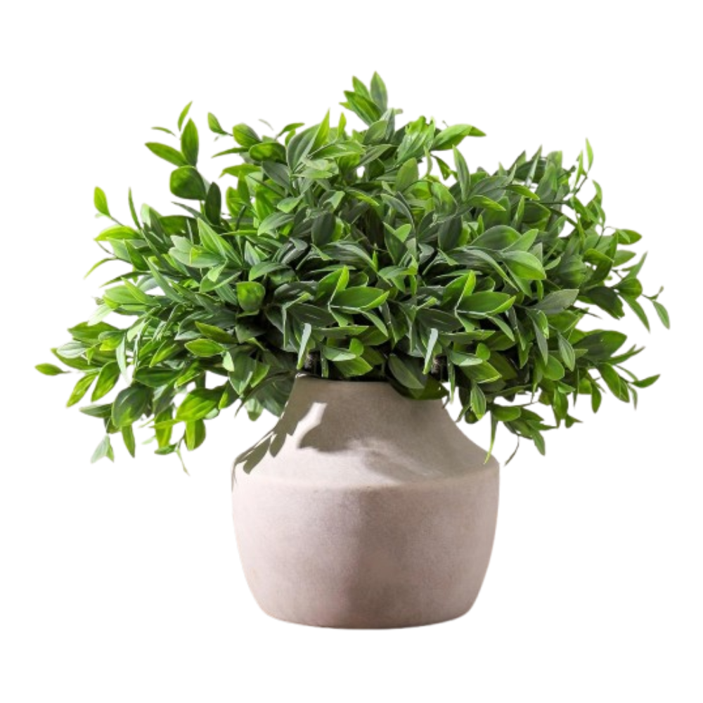 Green potted plant in a beige pot on a white background