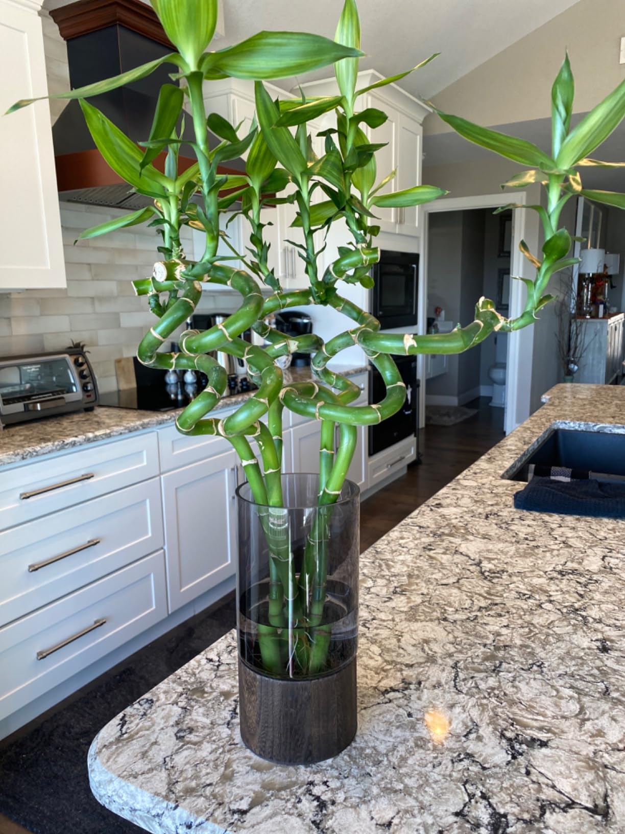 Potted bamboo plant on a kitchen counter with white cabinets and appliances in the background.